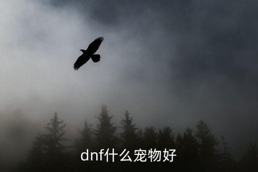 dnf什么宠物好