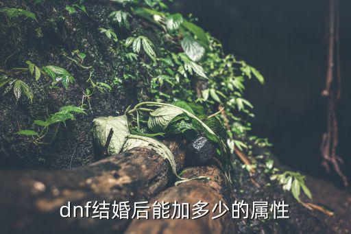 dnf结婚后能加多少的属性