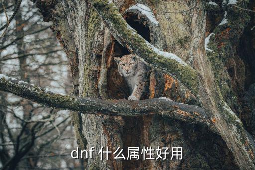 dnf 什么属性好用