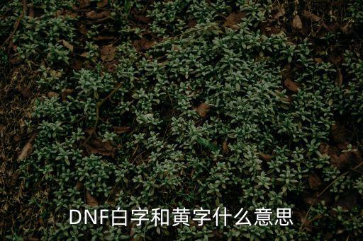 DNF白字和黄字什么意思