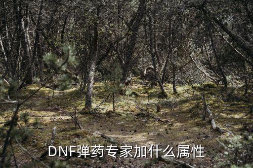 DNF弹药专家加什么属性