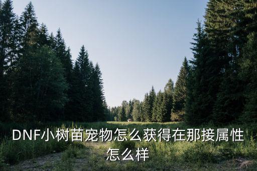 dnf树苗什么属性，DNF小树苗宠物怎么获得在那接属性怎么样