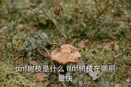 dnf树枝是什么 dnf树枝在哪刷最快