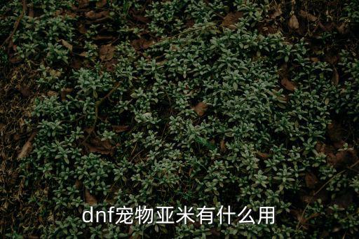 dnf 亚米什么属性，dnf宠物亚米属性好不好 亚米属性技能介绍