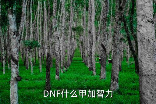 DNF什么甲加智力