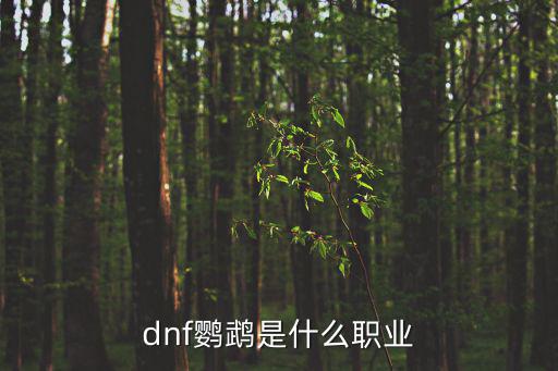 dnf鹦鹉是什么职业