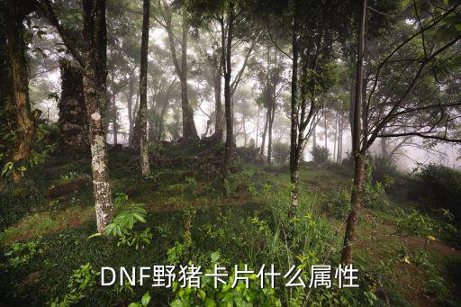 DNF野猪卡片什么属性