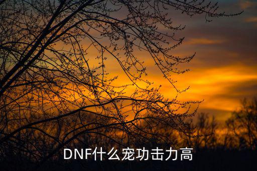 DNF什么宠功击力高