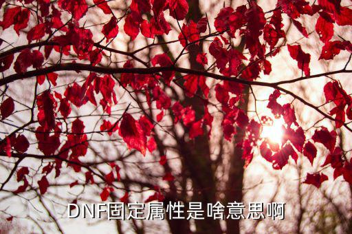 DNF固定属性是啥意思啊