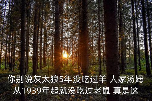 你别说灰太狼5年没吃过羊 人家汤姆从1939年起就没吃过老鼠 真是这