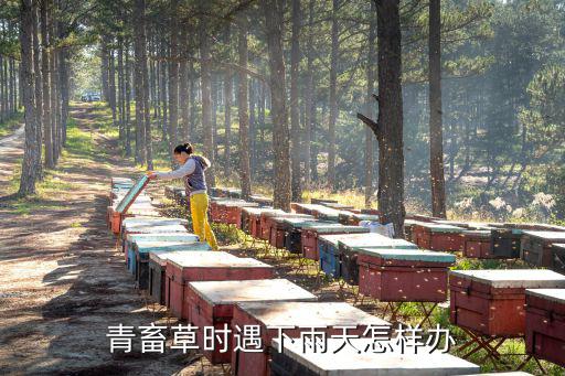 青畜草时遇下雨天怎样办