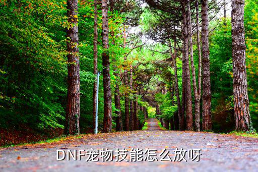 dnf手游宠物怎么放技能，dnf宠物技能怎么放