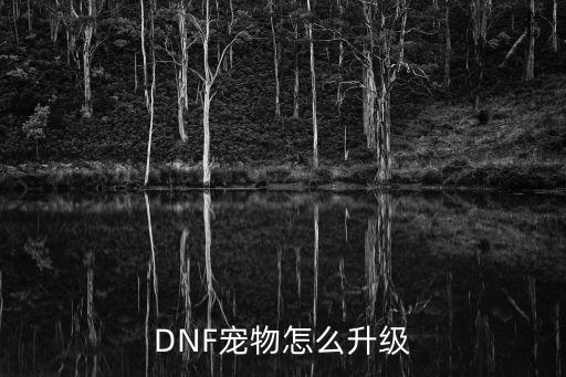 DNF宠物怎么升级