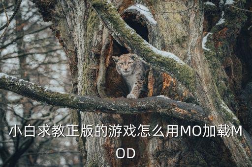 小白求教正版的游戏怎么用MO加载MOD