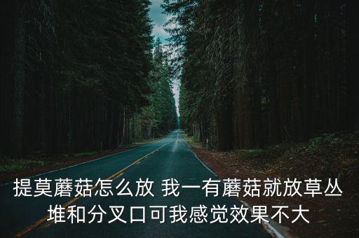 摩尔庄园手游传送蘑菇怎么放，莫莫蘑菇该怎么放才好求攻略去哪路比较有前途