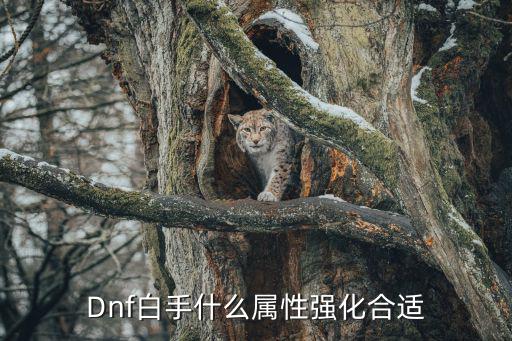 Dnf白手什么属性强化合适