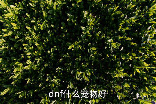 dnf宠物属性带什么好，Q宠的属性加哪种最好