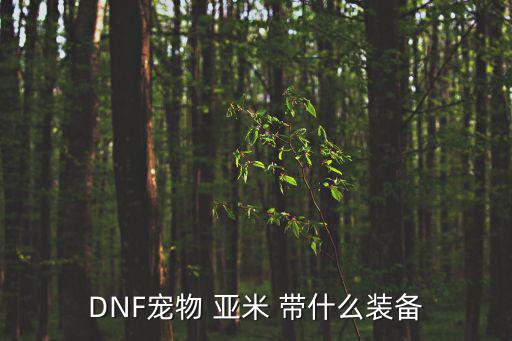 dnf宠物带什么装备属性，DNF宠物50J魔法攻击宠物戴什么装备好