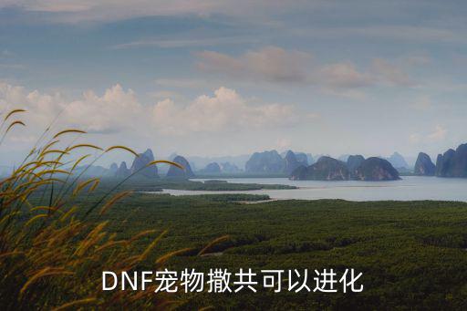 dnf宠物撒共属性是什么，dnf撒共宠物什么属性能升级吗