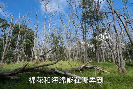 棉花和海绵能在哪弄到