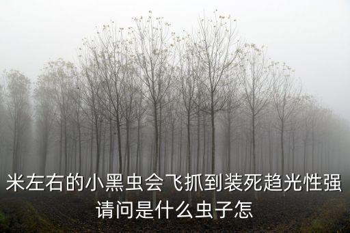 米左右的小黑虫会飞抓到装死趋光性强请问是什么虫子怎