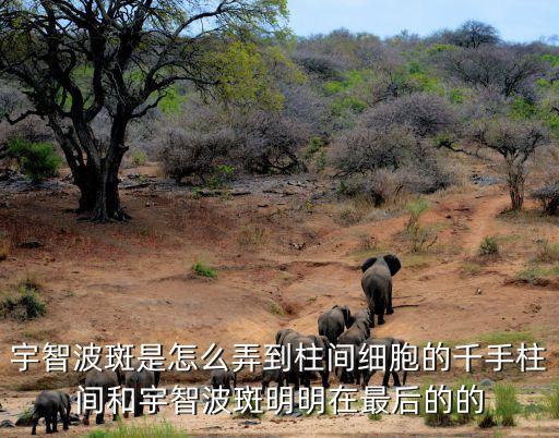 宇智波斑是怎么弄到柱间细胞的千手柱间和宇智波斑明明在最后的的