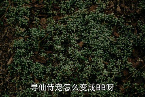 寻仙侍宠怎么变成BB呀